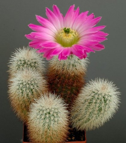 Echinocereus_sciurus_1